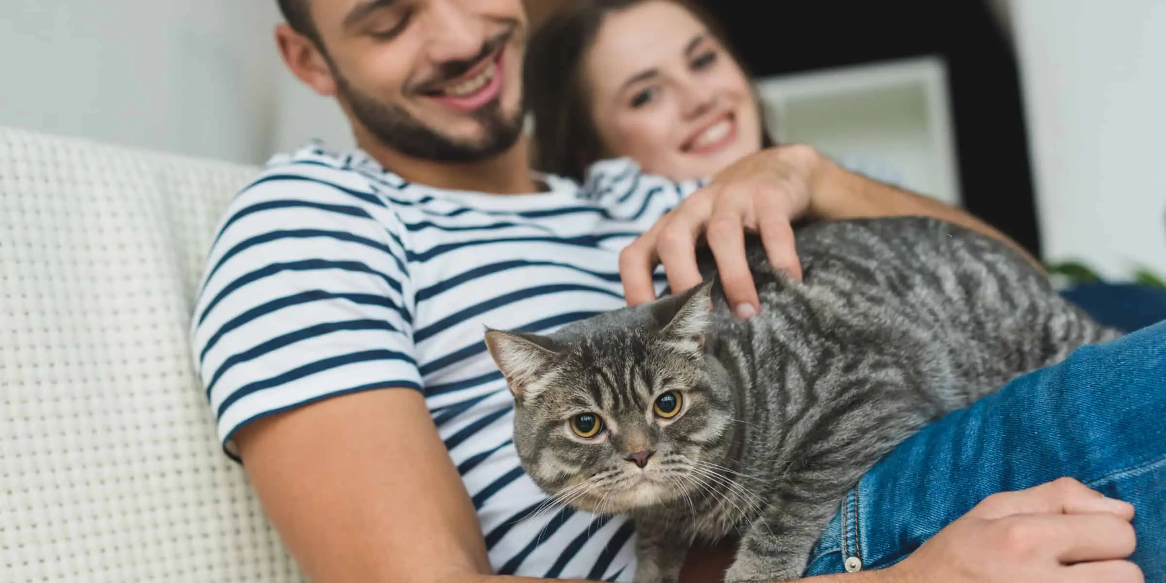Affectionate cat