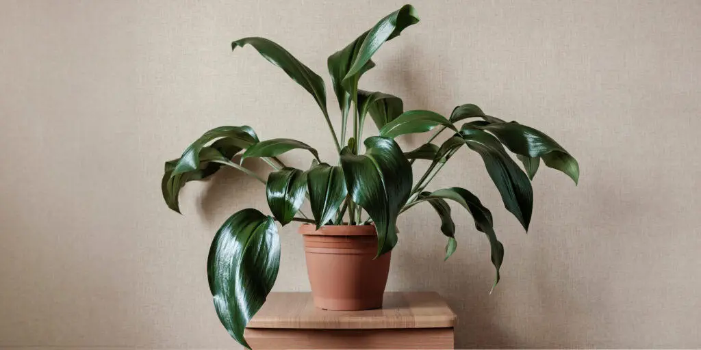 Aspidistra