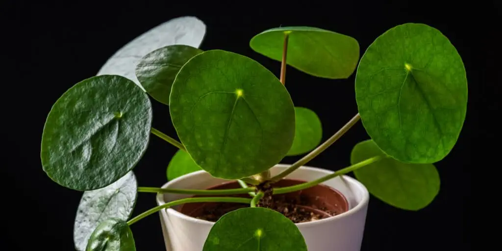 Chinese Money Plant