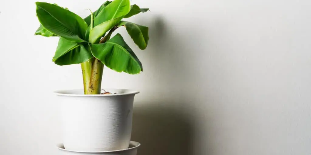 Dwarf Banana Plant