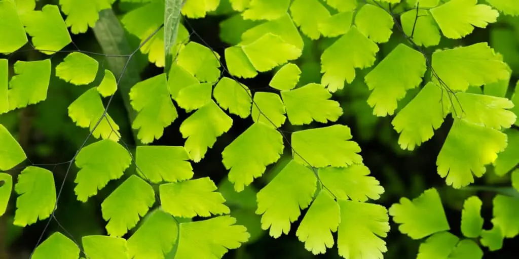 Maidenhair Fern