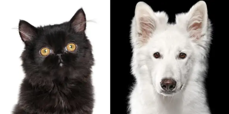 Persian cat and dog