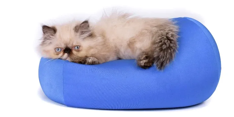 Persian kitten