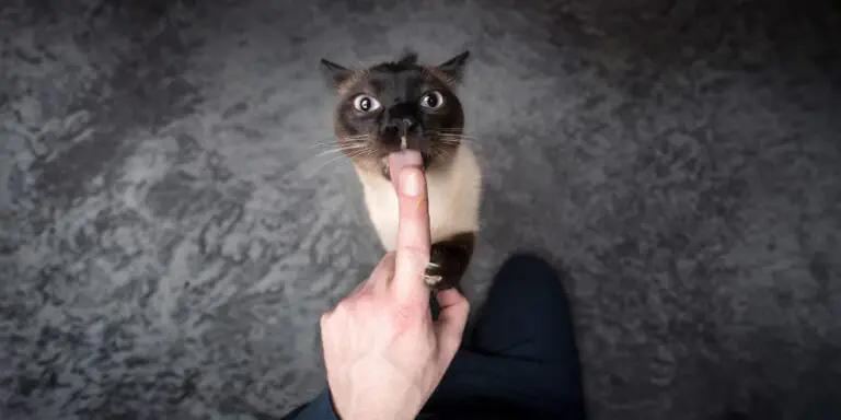 Siamese cat lick