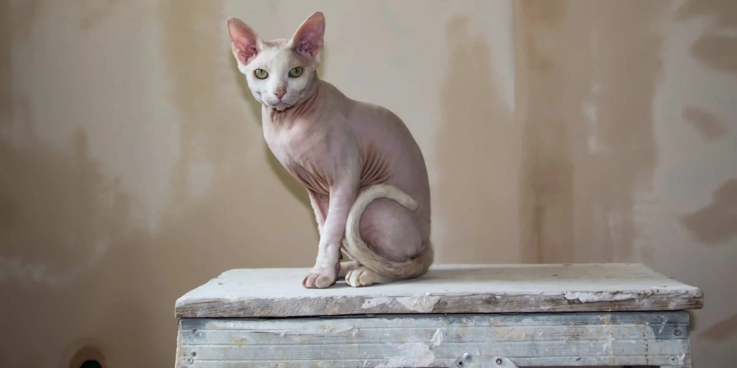 Sphynx Cat by an a table