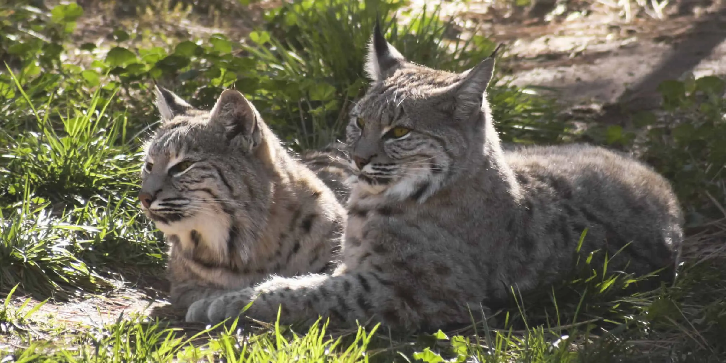 a couple of cats