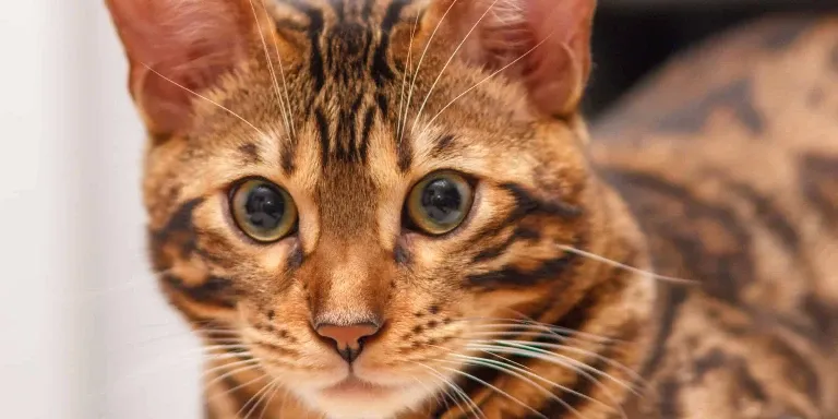 bengal cat looking at camera