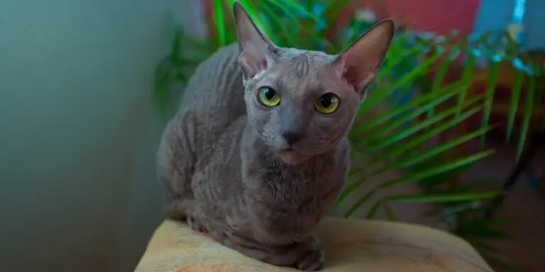 black sphynx cat