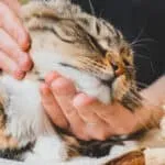 can massage