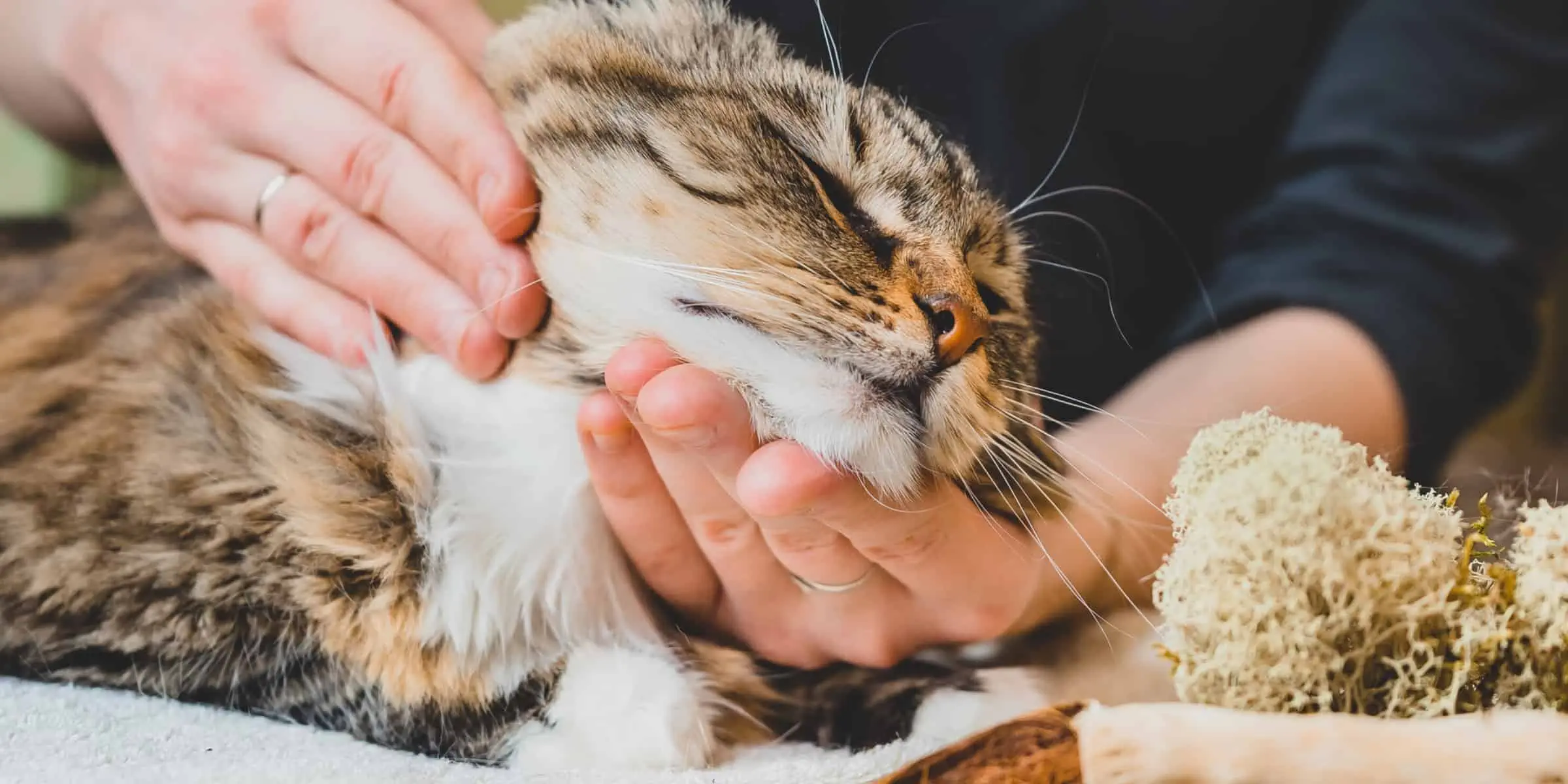 can massage