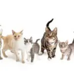 cat Sizes