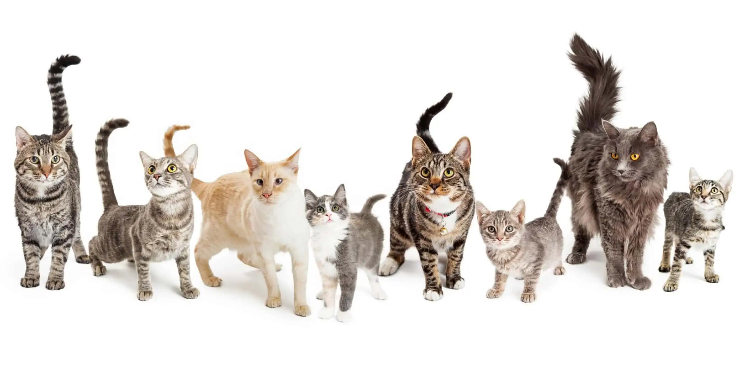 cat Sizes