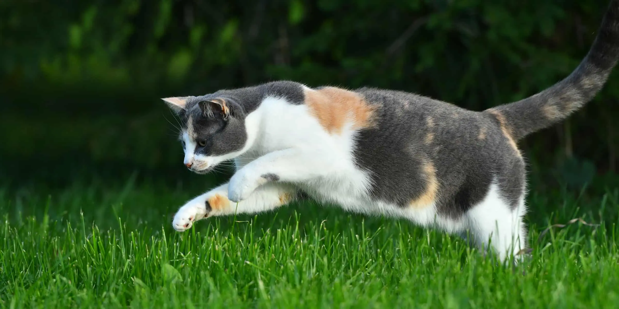 cat jump