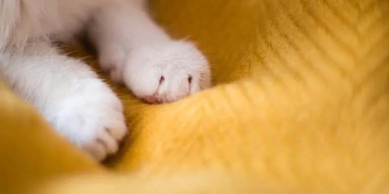 cat kneading