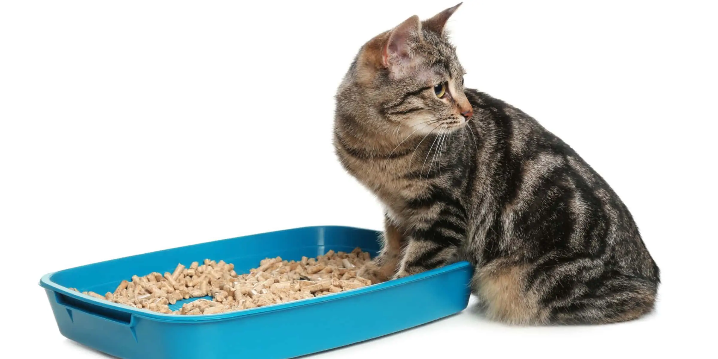 cat next to litter tray