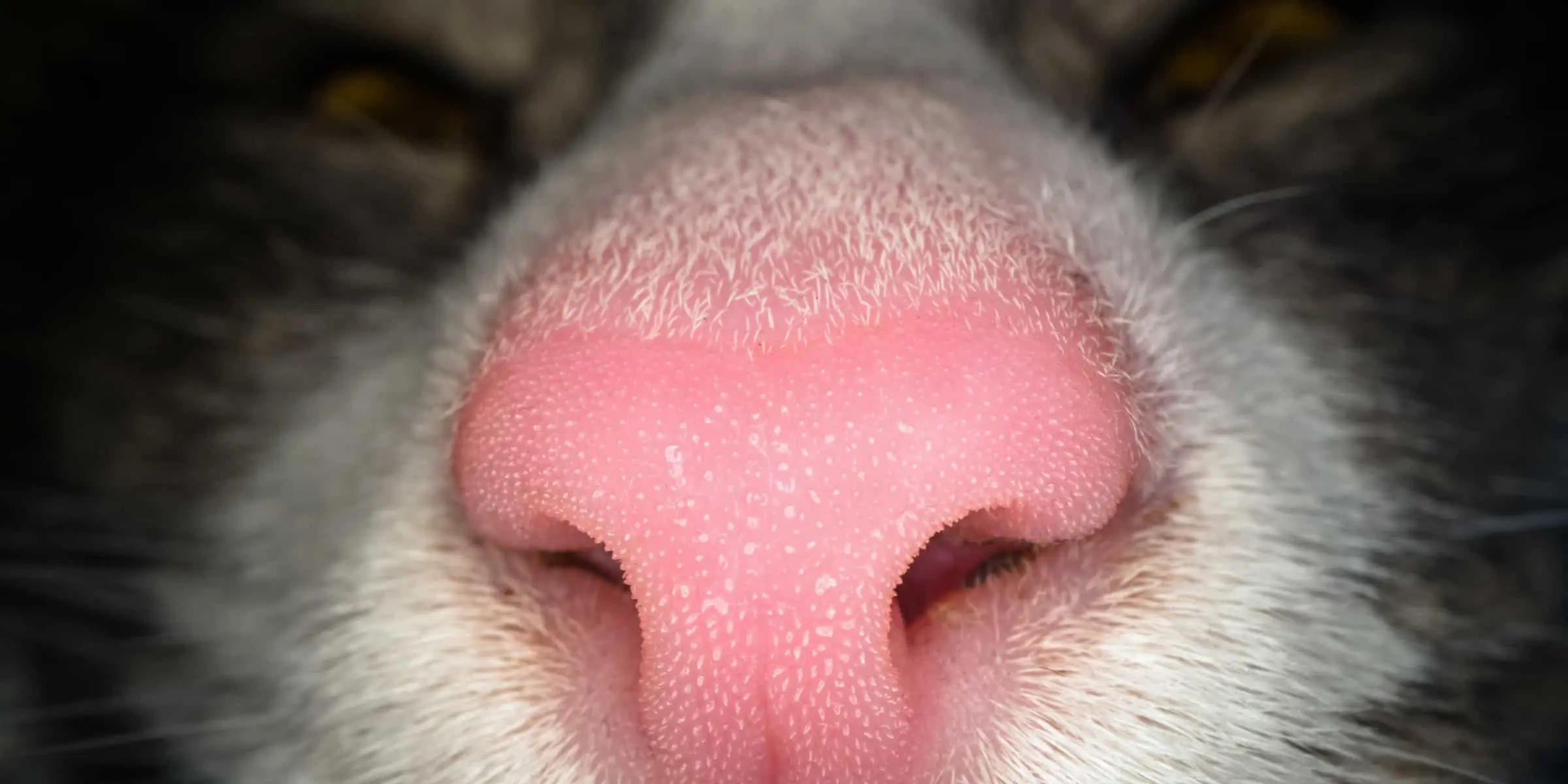 cat nose