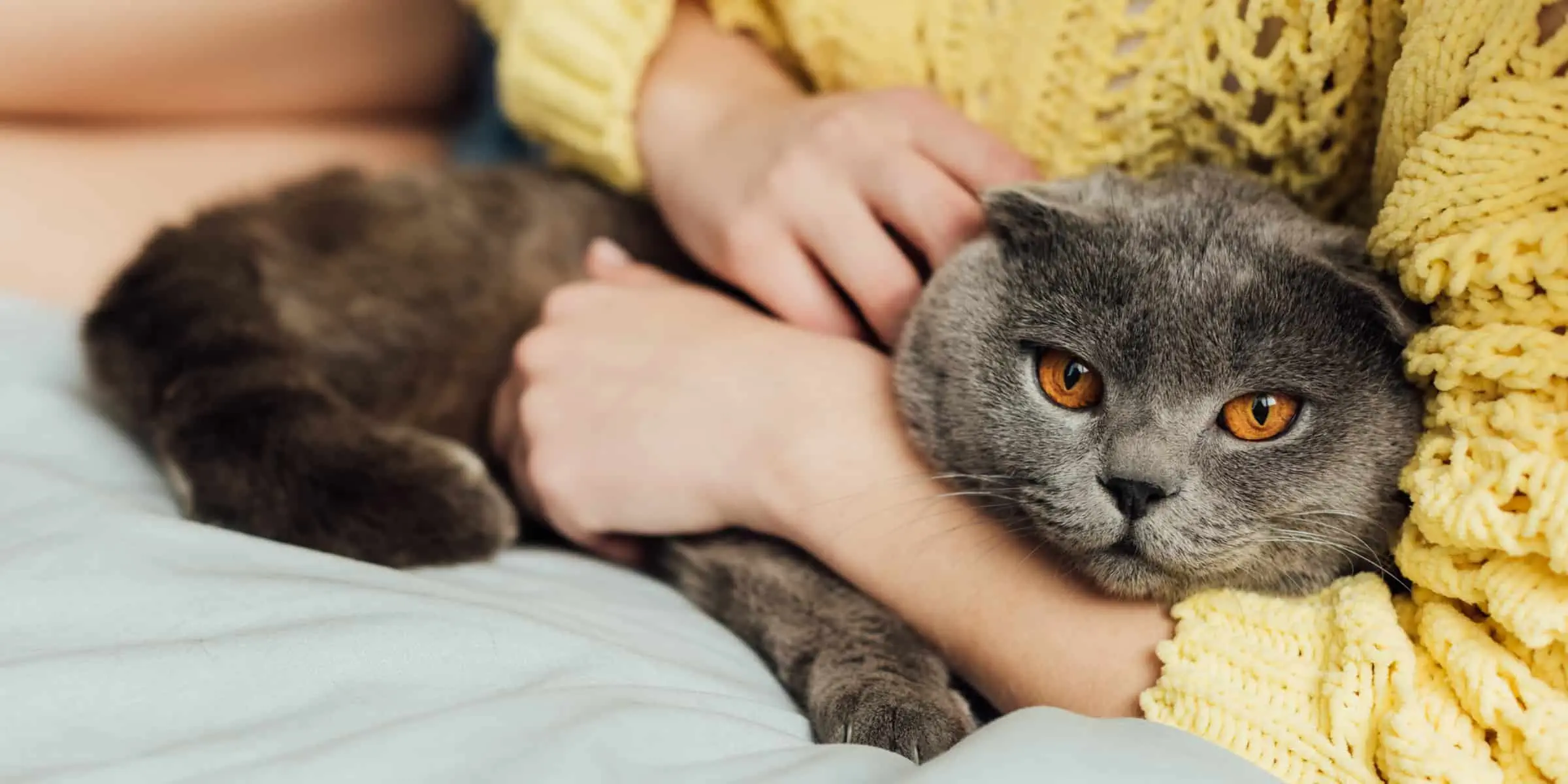 cat on lap