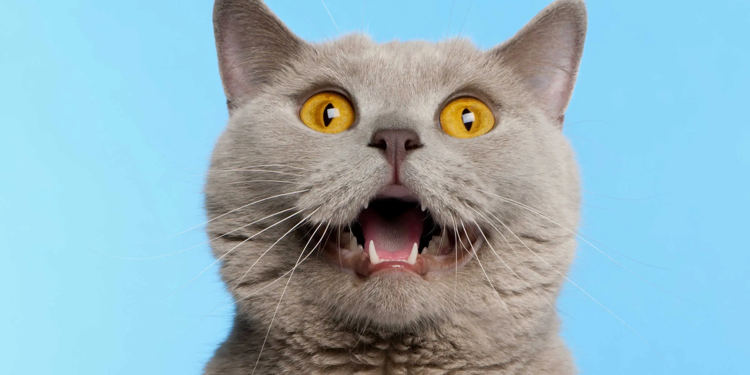 cat open mouth