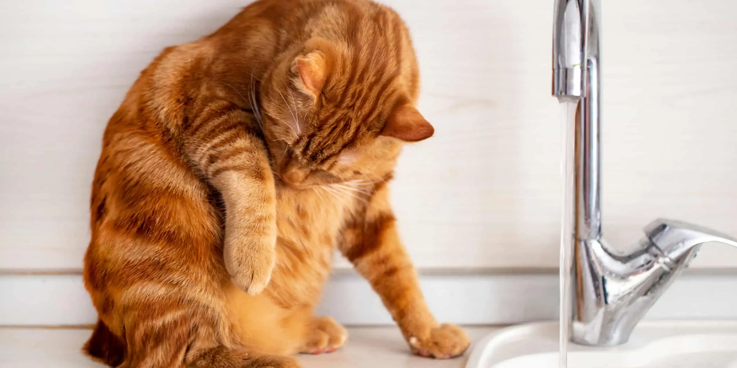 cat pulling hair