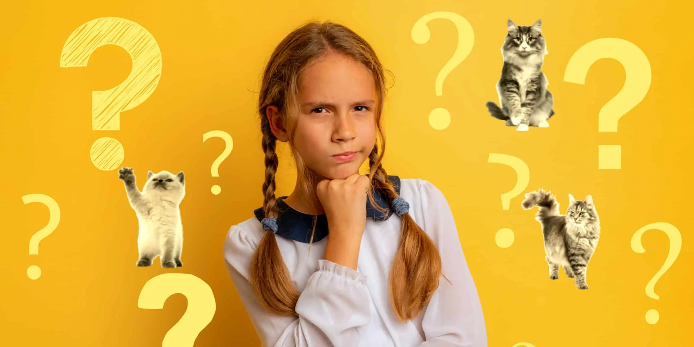cat question