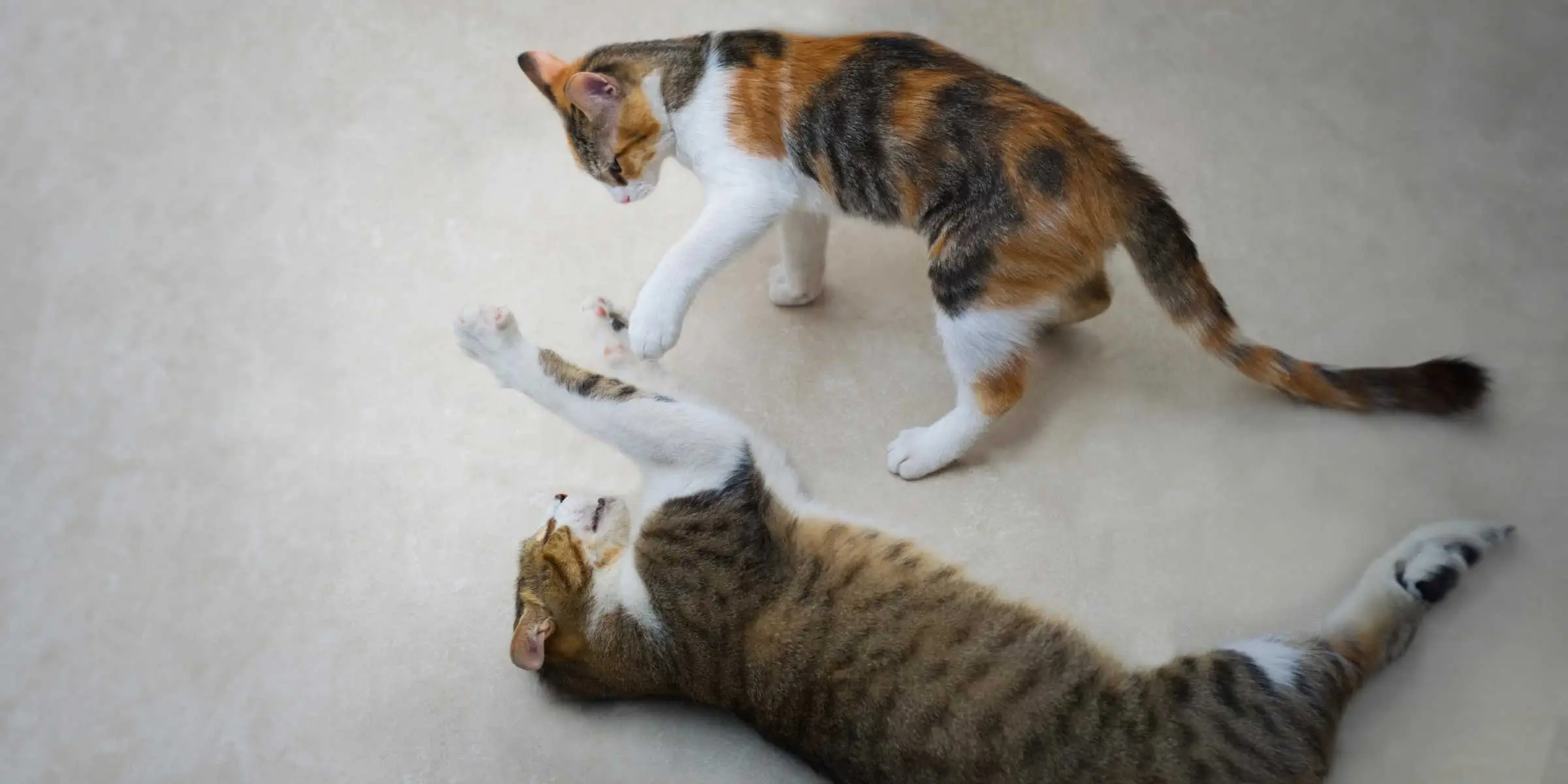 cat slap