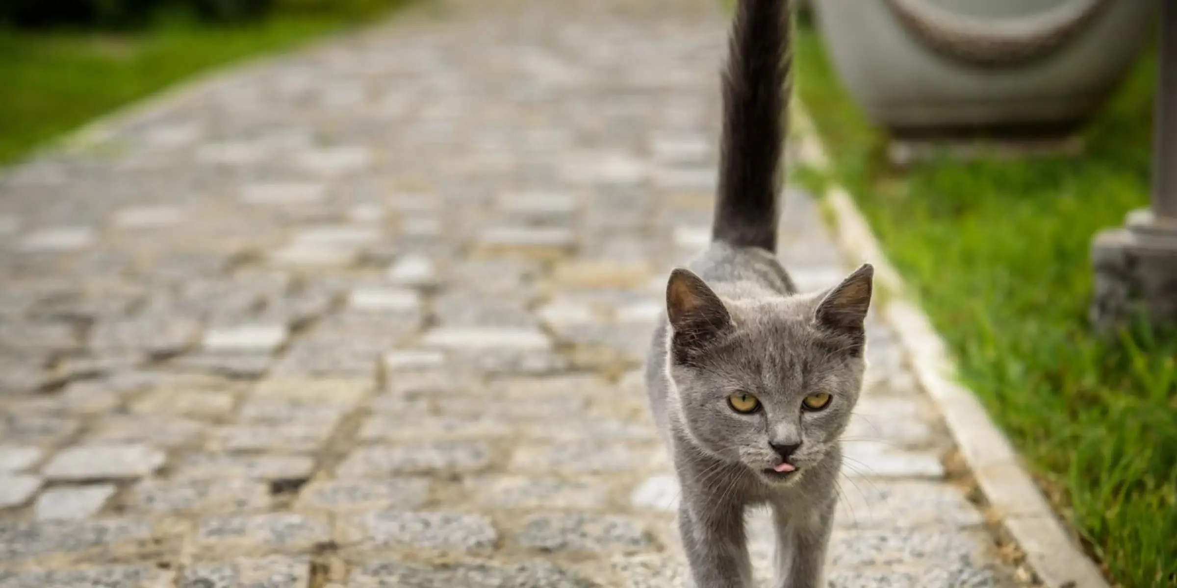 cat tail up