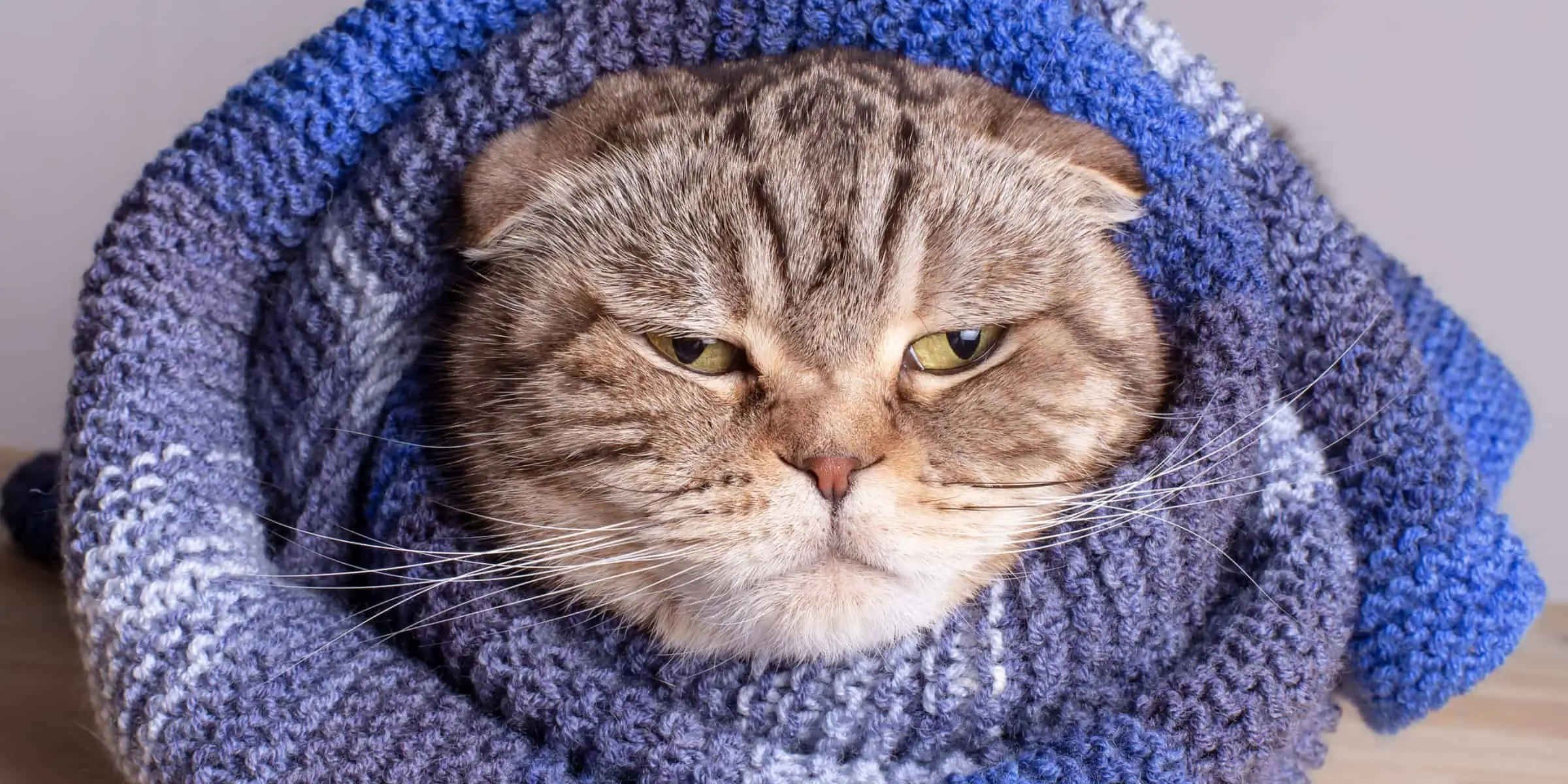 cat with scarf