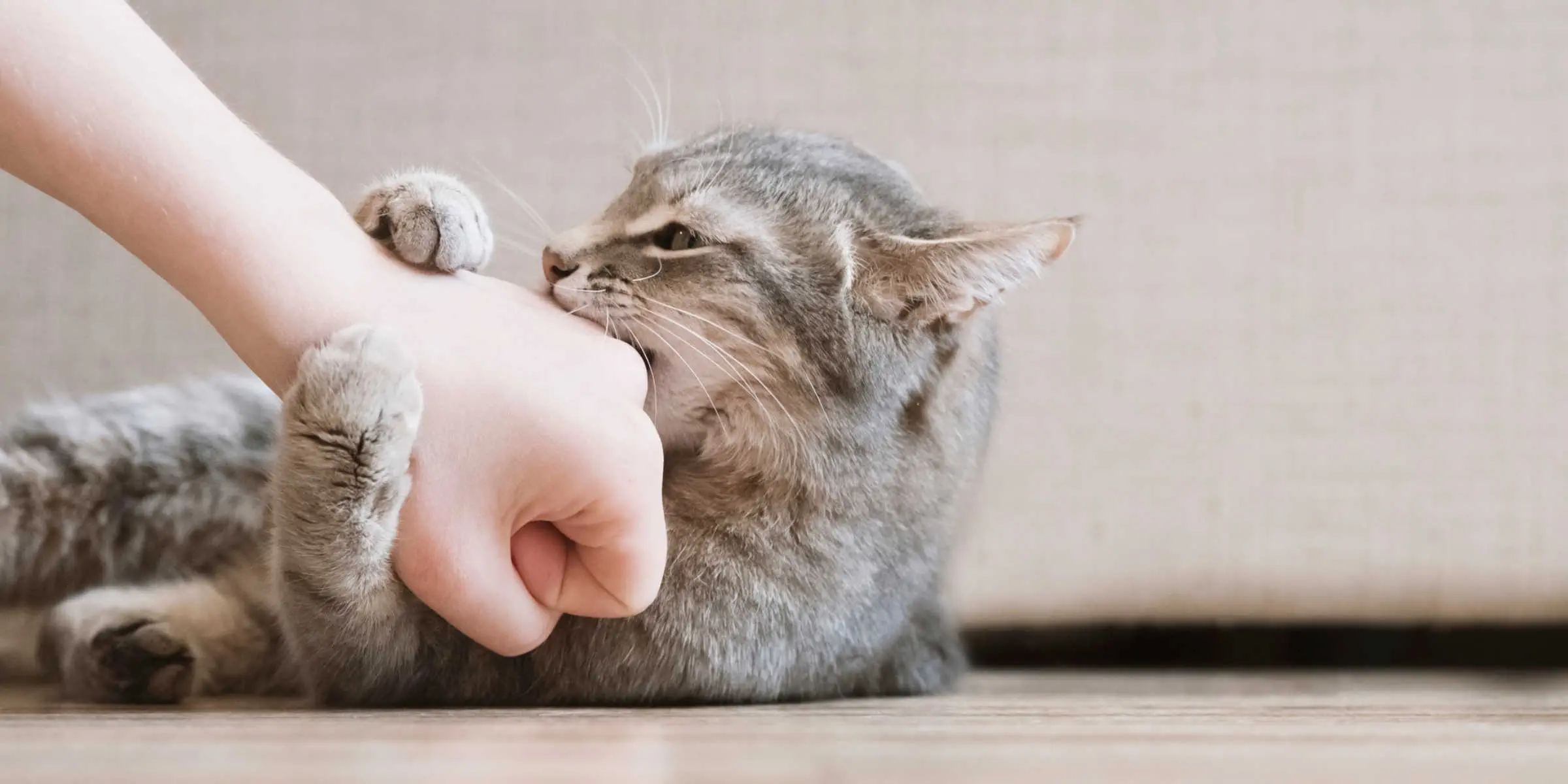 A cat is petting a person's hand on the floor.
