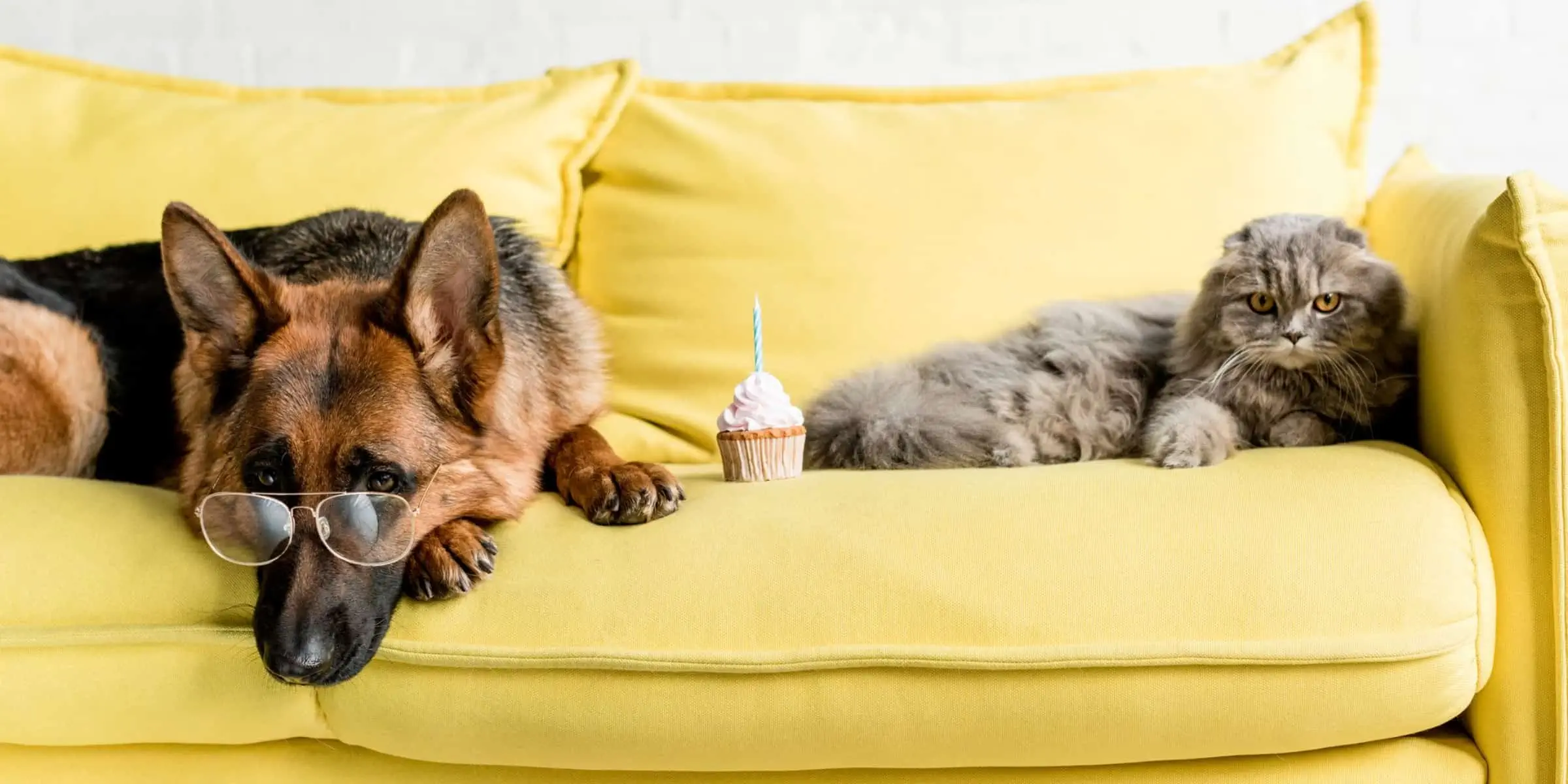 dog and cat on sofa