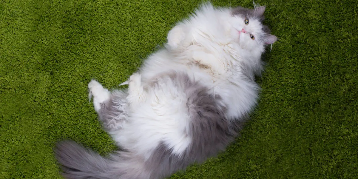 fat cat rolly polly