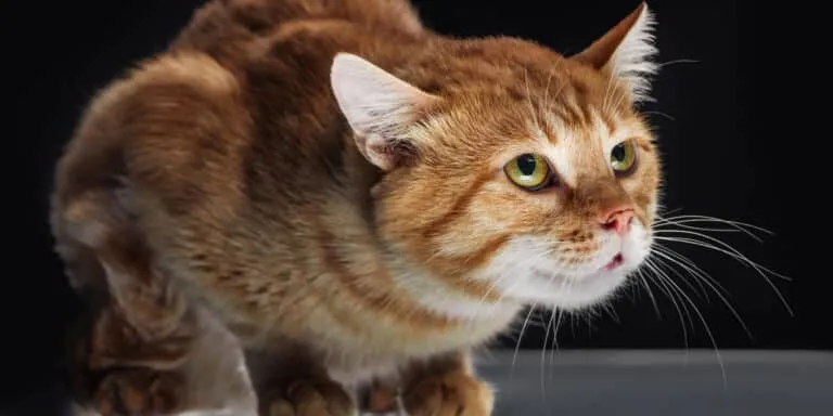 frightened cat
