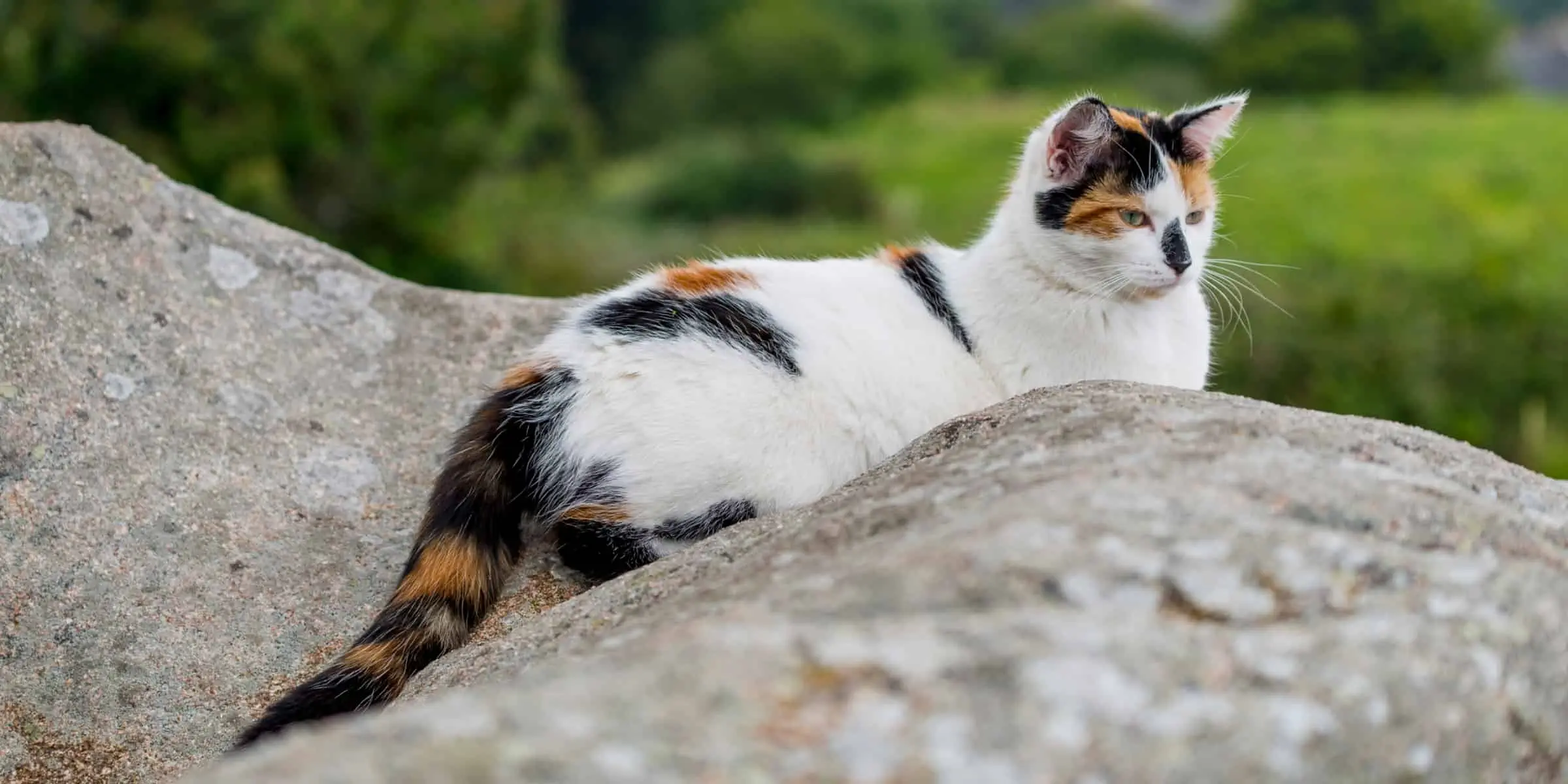 hybrid cat
