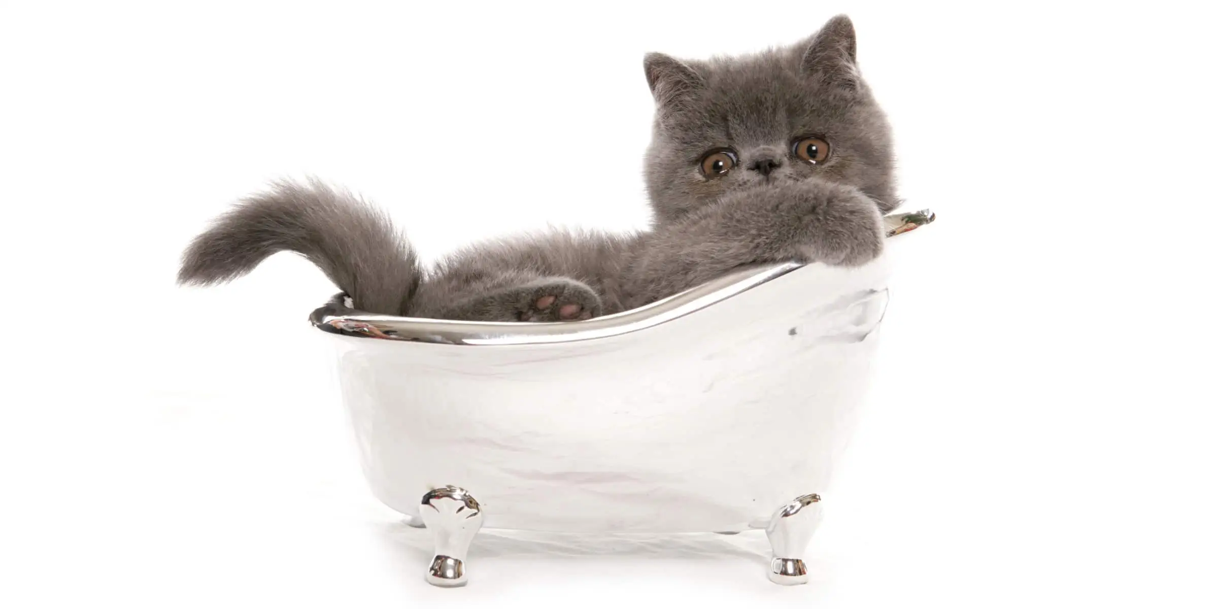 kitten bath