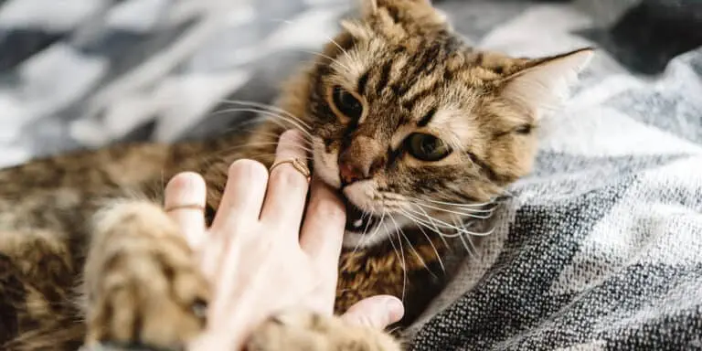 kitten biting hand