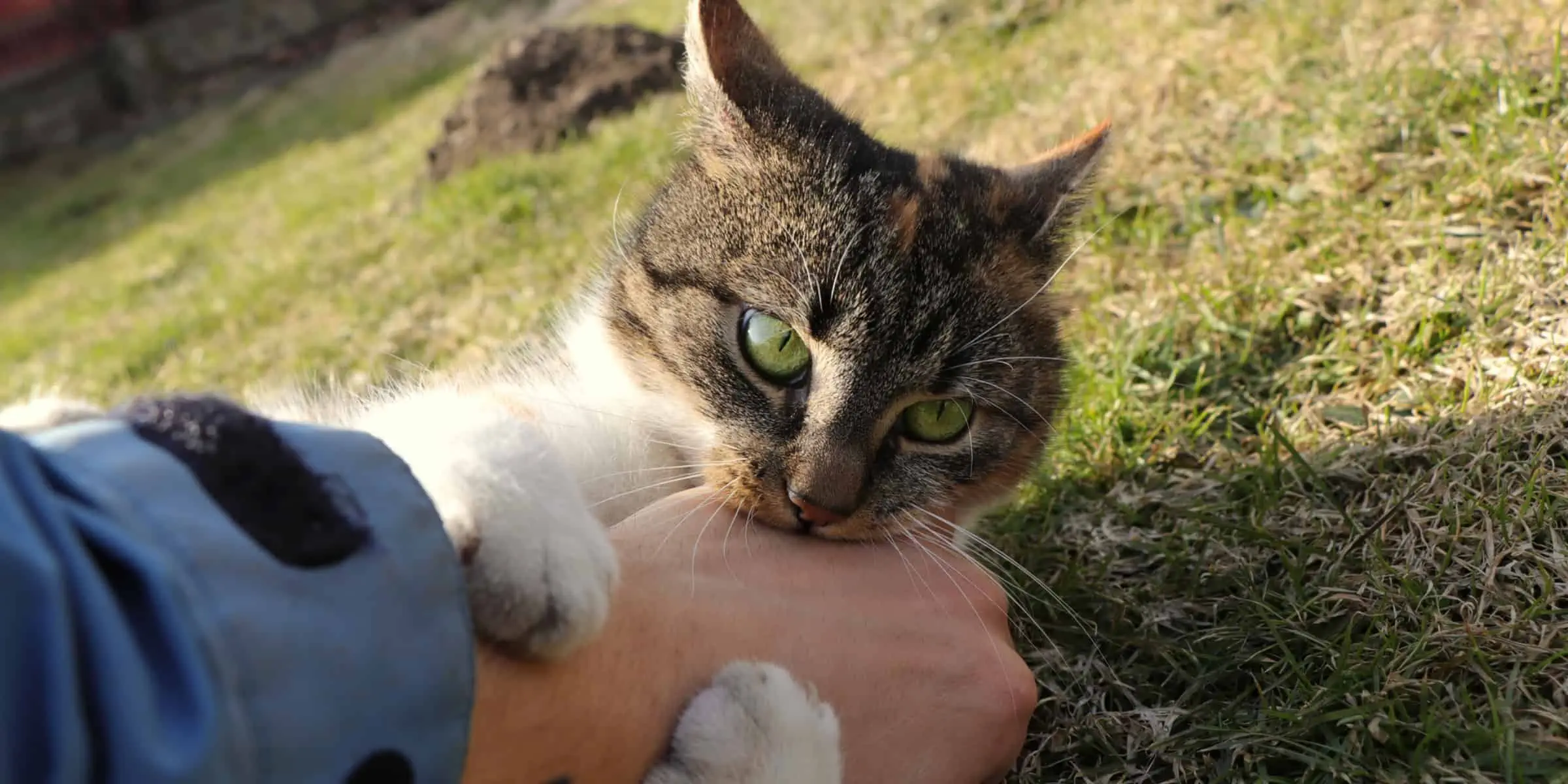 kitten biting hand