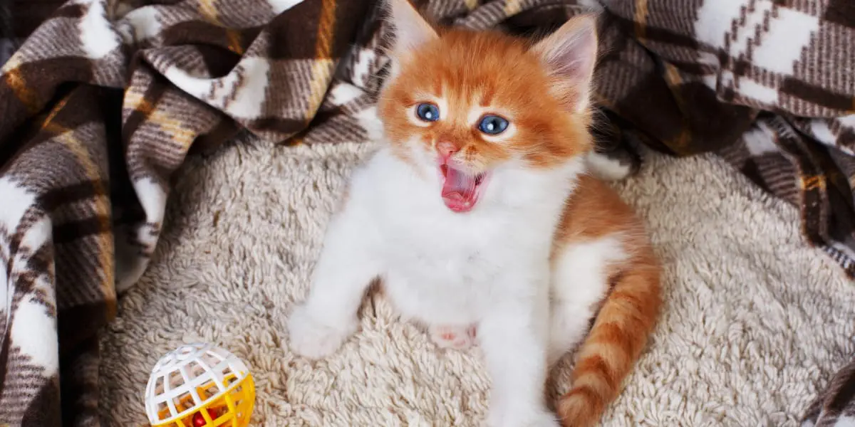 kitten crying