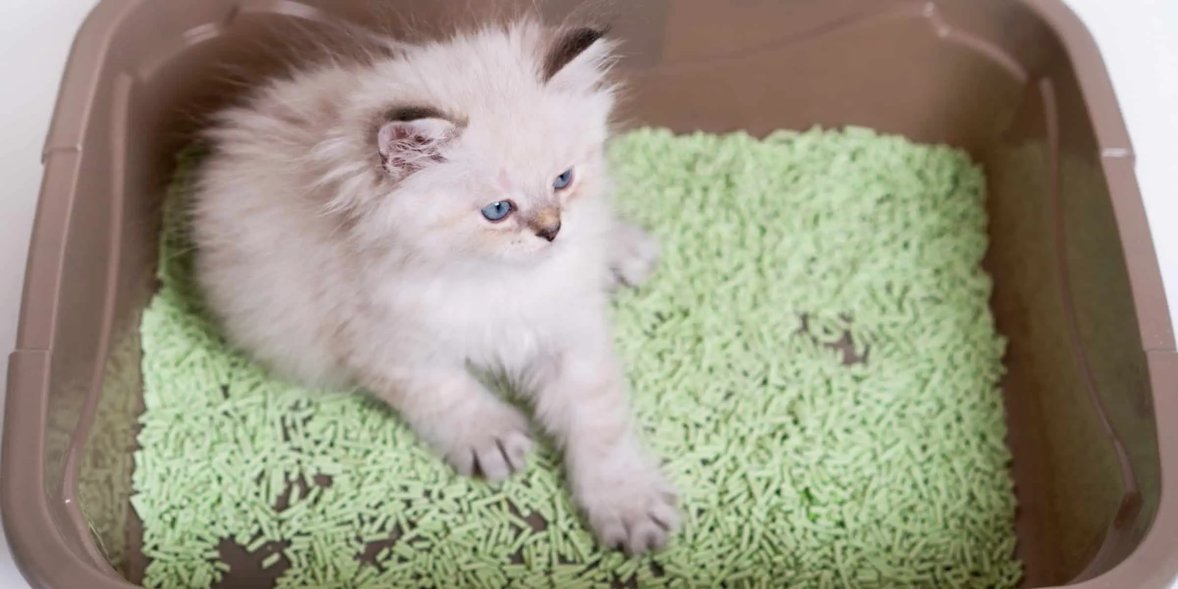 kitten in litter