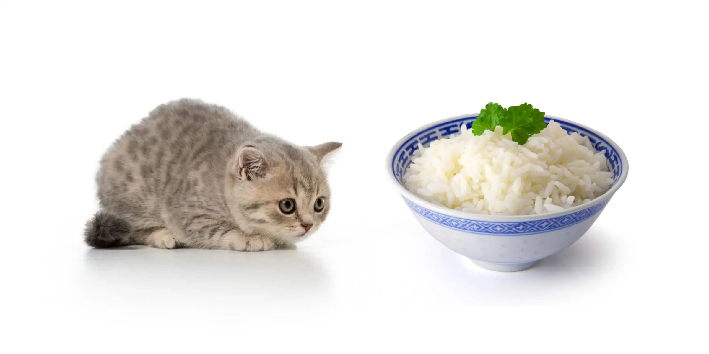 kitten with rice