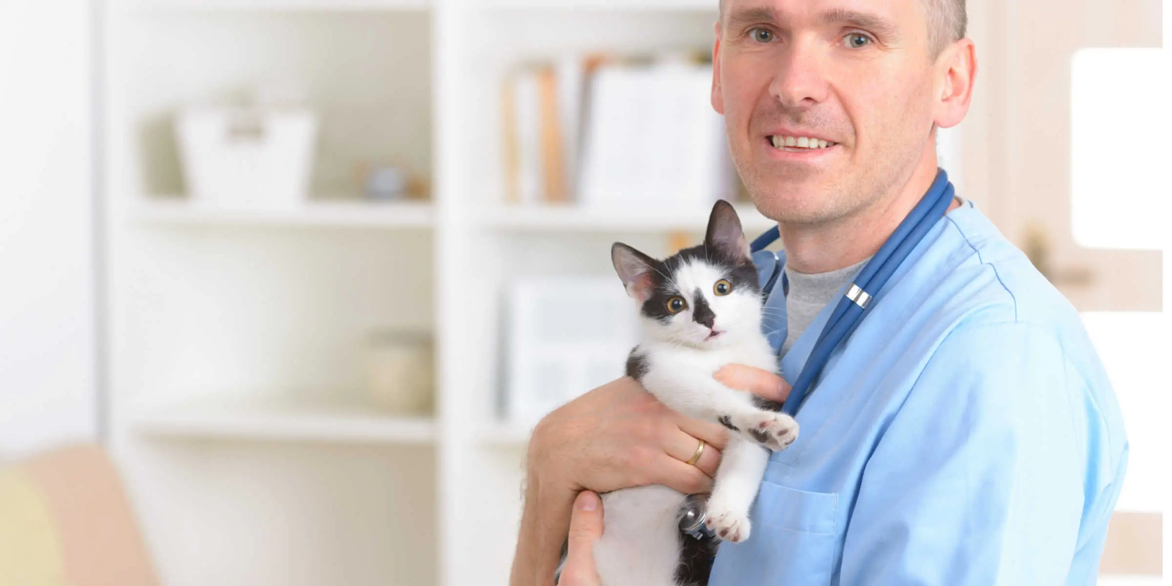 kitten with vet