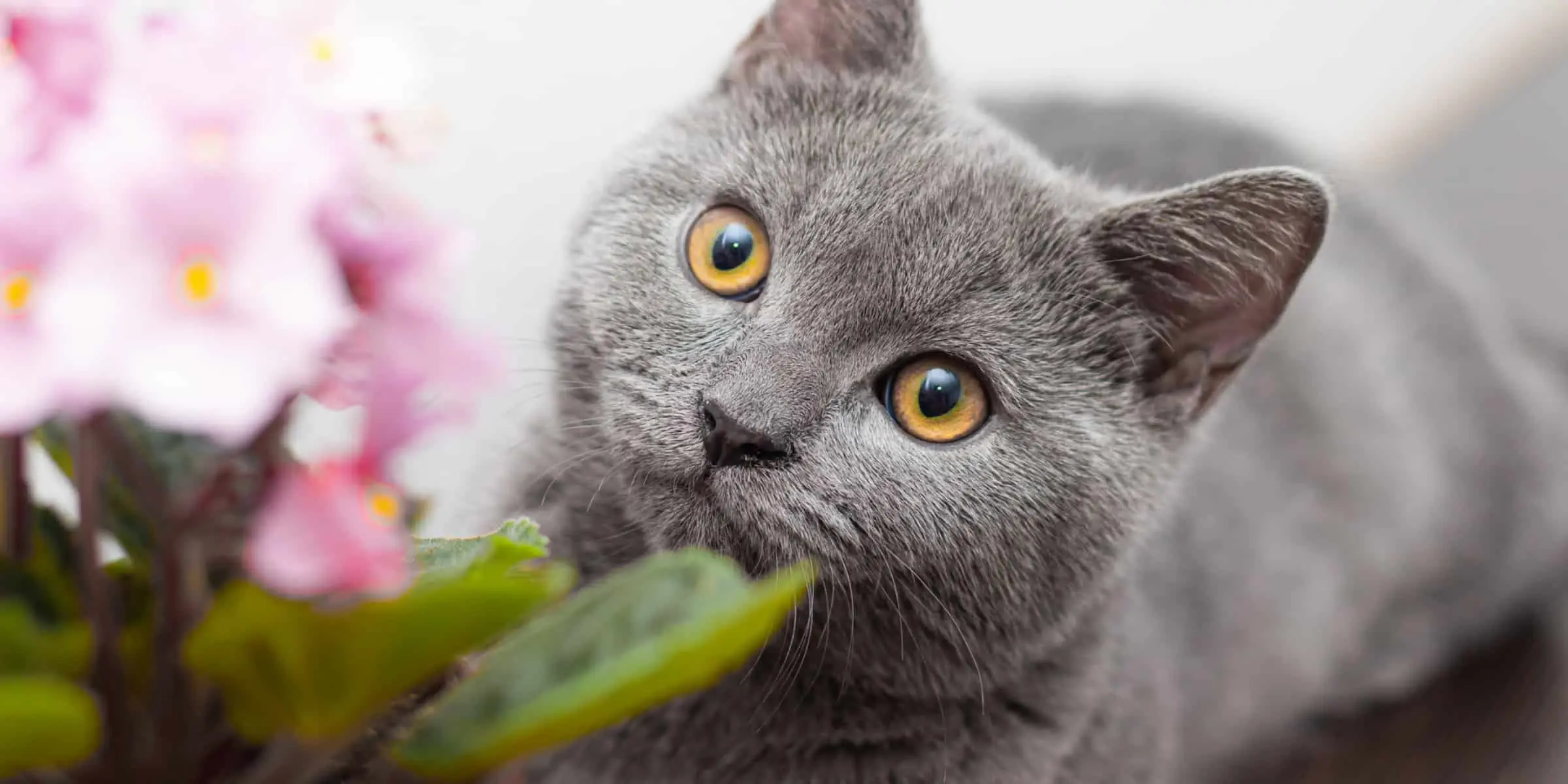 little black cat
