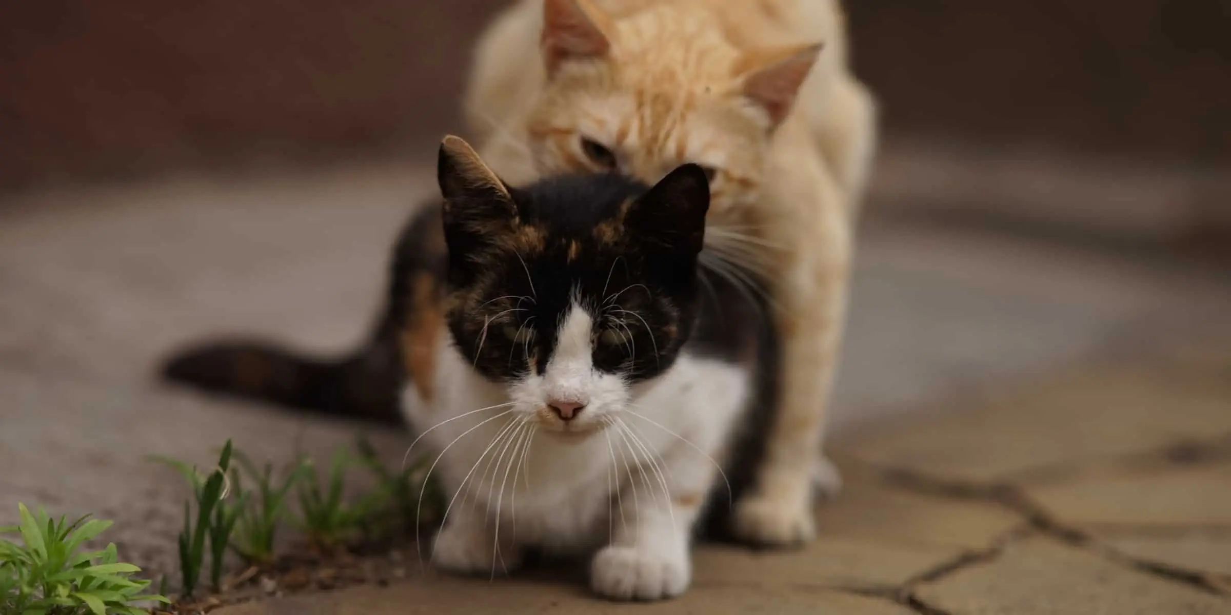 mating cats