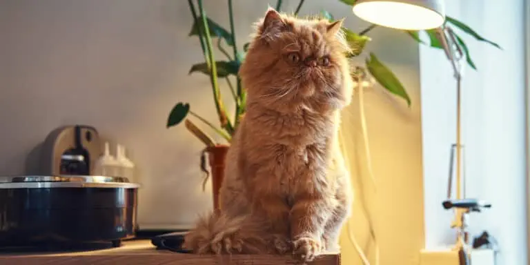 persian cat