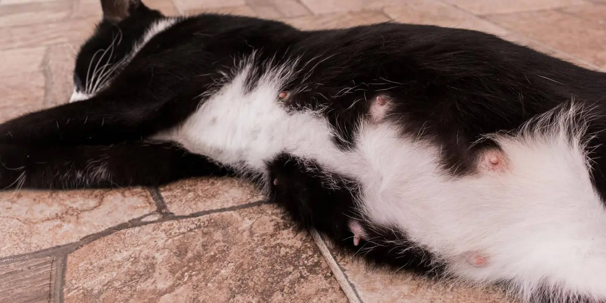 pregnant cat