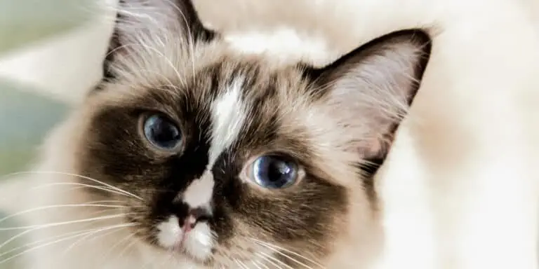 ragdoll cat looking up
