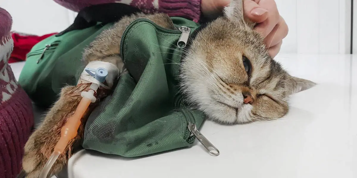 sick cat