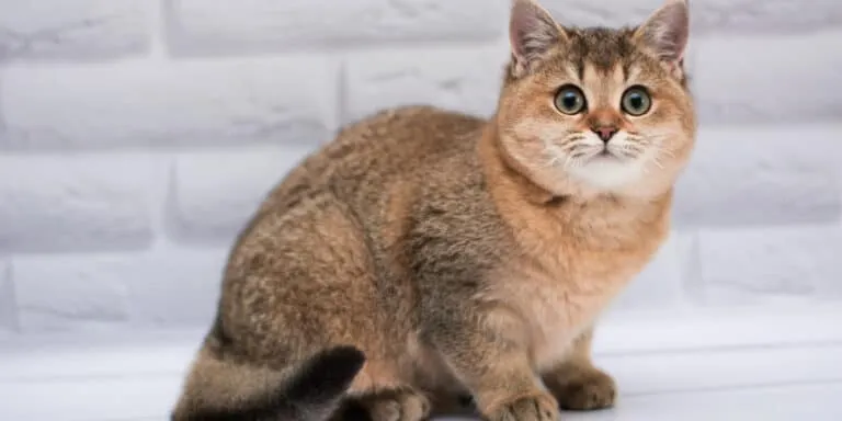 small cat