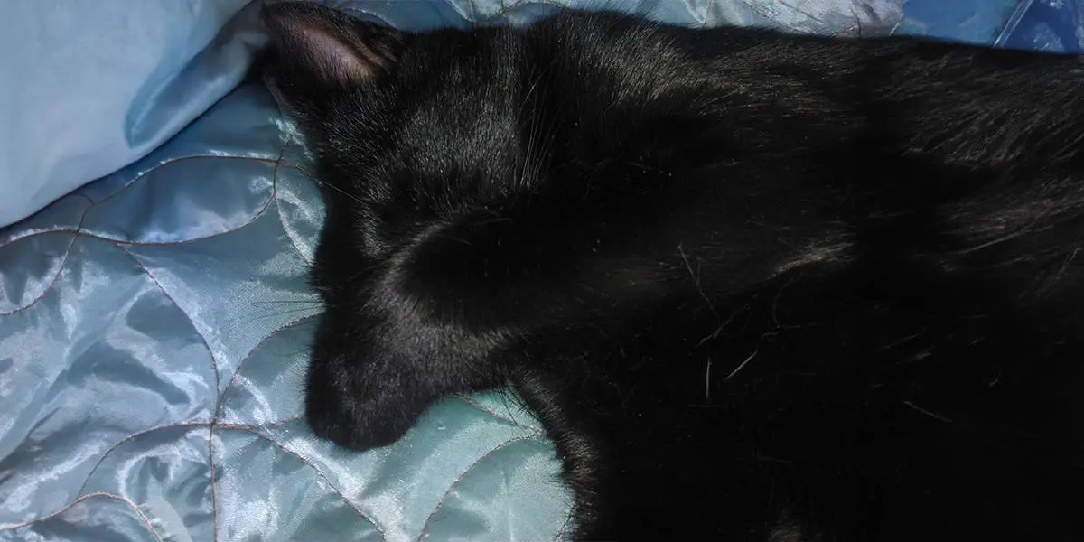 tink asleep on bed
