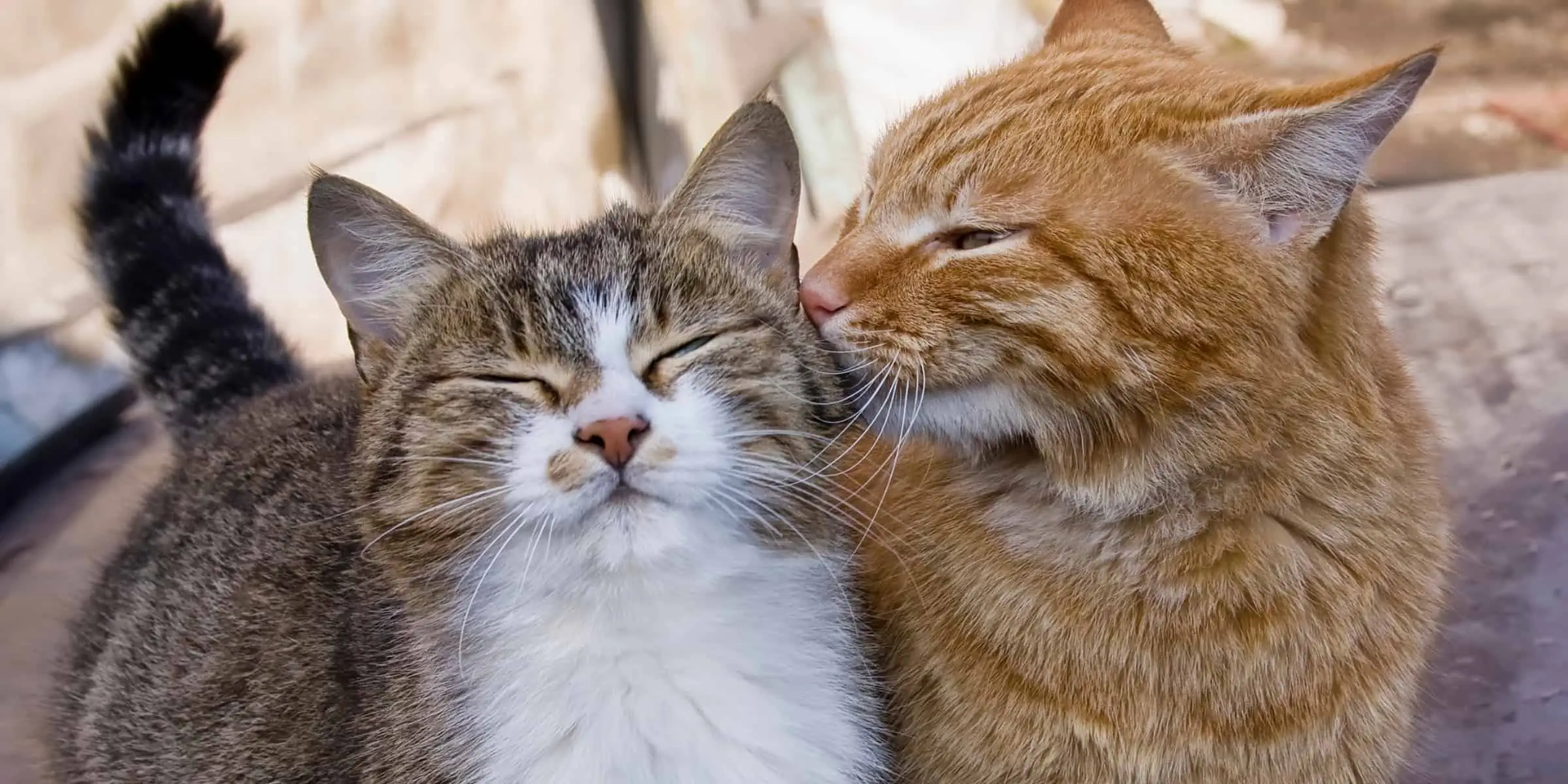 two cats being nice