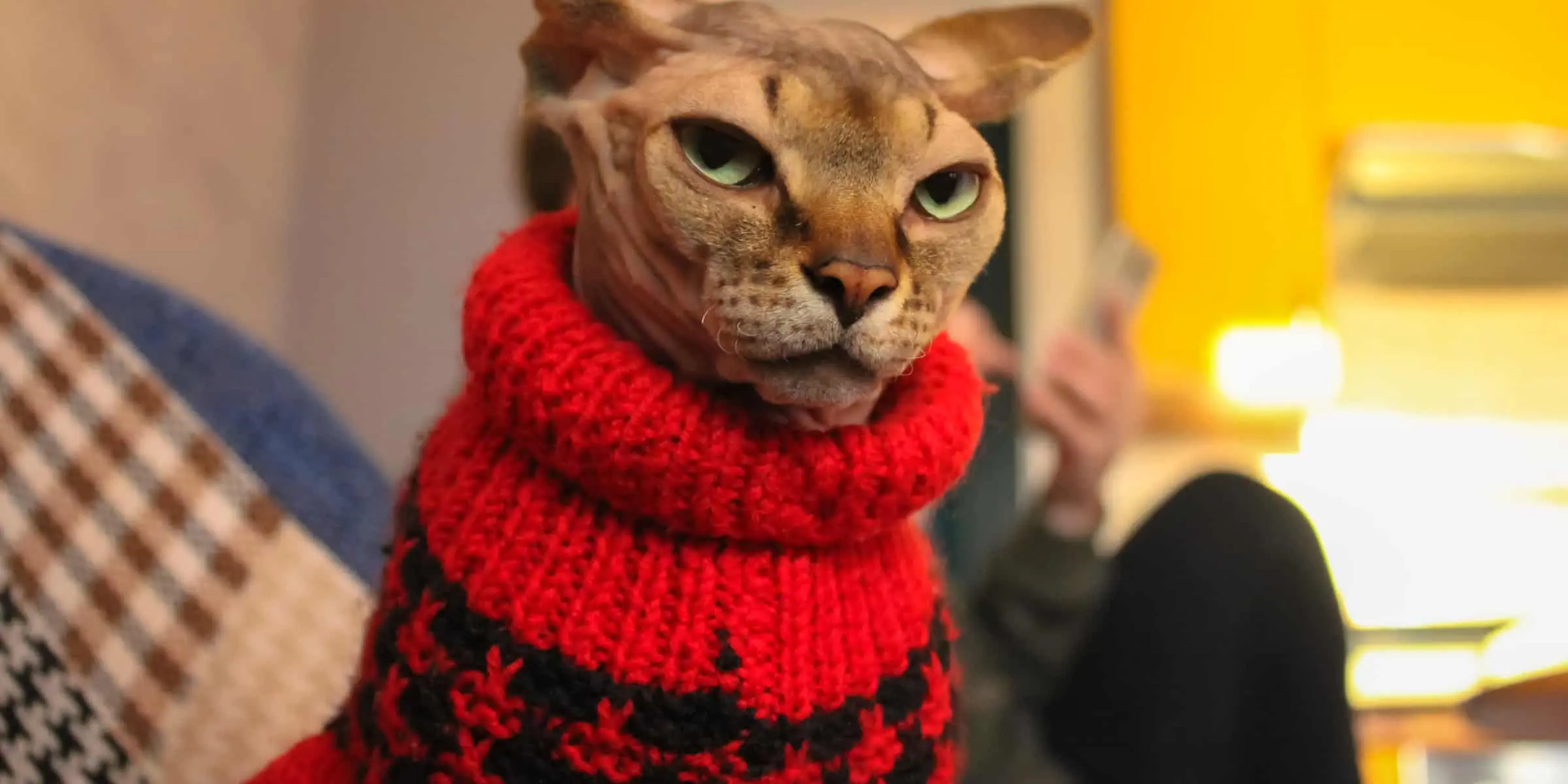 Sphynx Cats Clothes