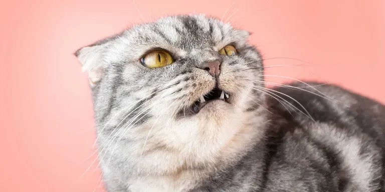 aggressive Cat
